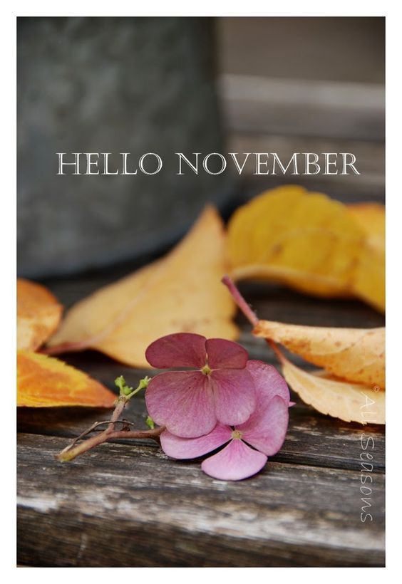 Hello November Quotes